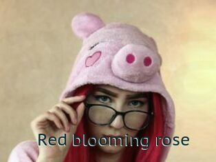Red_blooming_rose